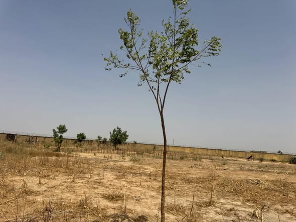Monitoring Visit Brief – One Man One Tree, Dala Zaraye Planted in 2023