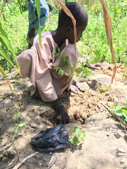 TREE PLANTING CAMPAIGN LED BY KUBUR SASILKA INNOVATION & ENVIRONMENTAL INITIATIVE 
